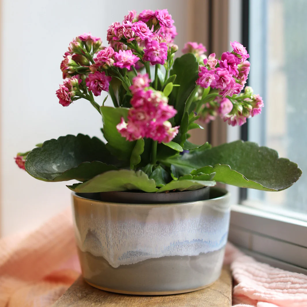 ‘The Dish’ Ceramic Pot - Image 9